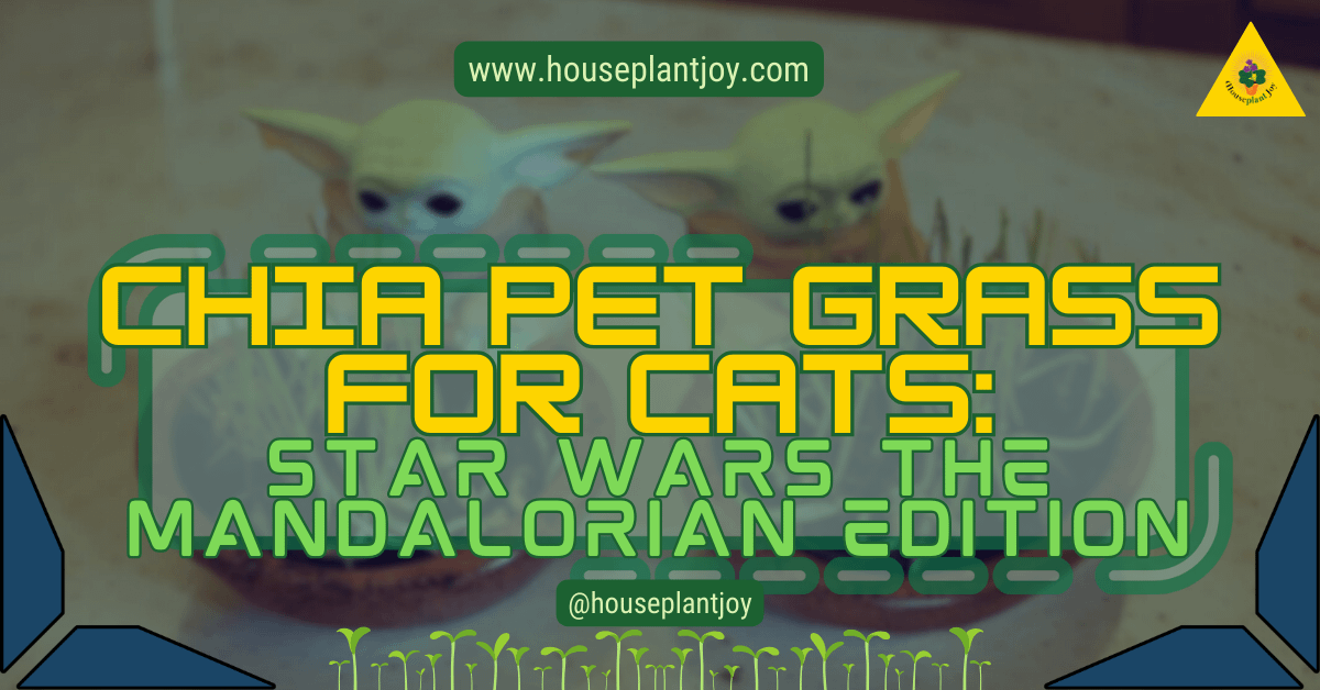 Chia Pet Grass for Cats: Star Wars The Mandalorian Edition ...