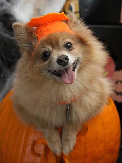 halloween safety tips for dogs