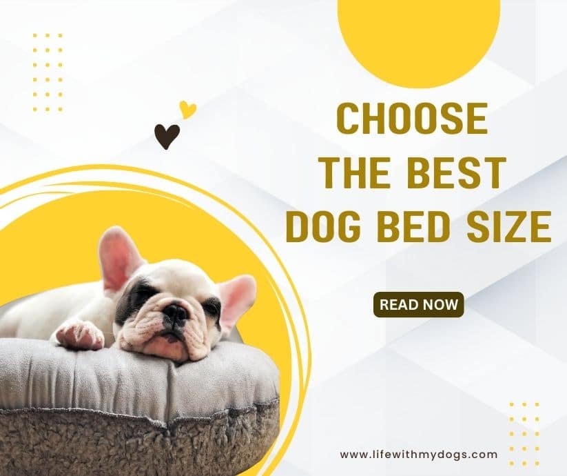 Choose the Best Dog Bed Size - Life With My Dogs