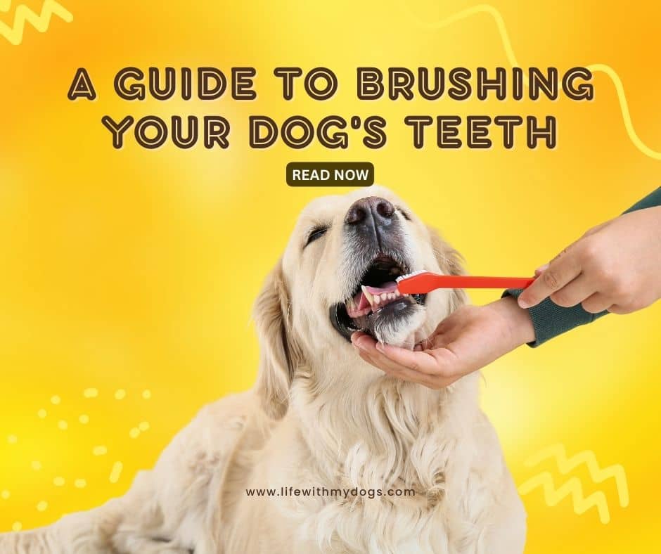 A Guide to Brushing Your Dog's Teeth - Life With My Dogs