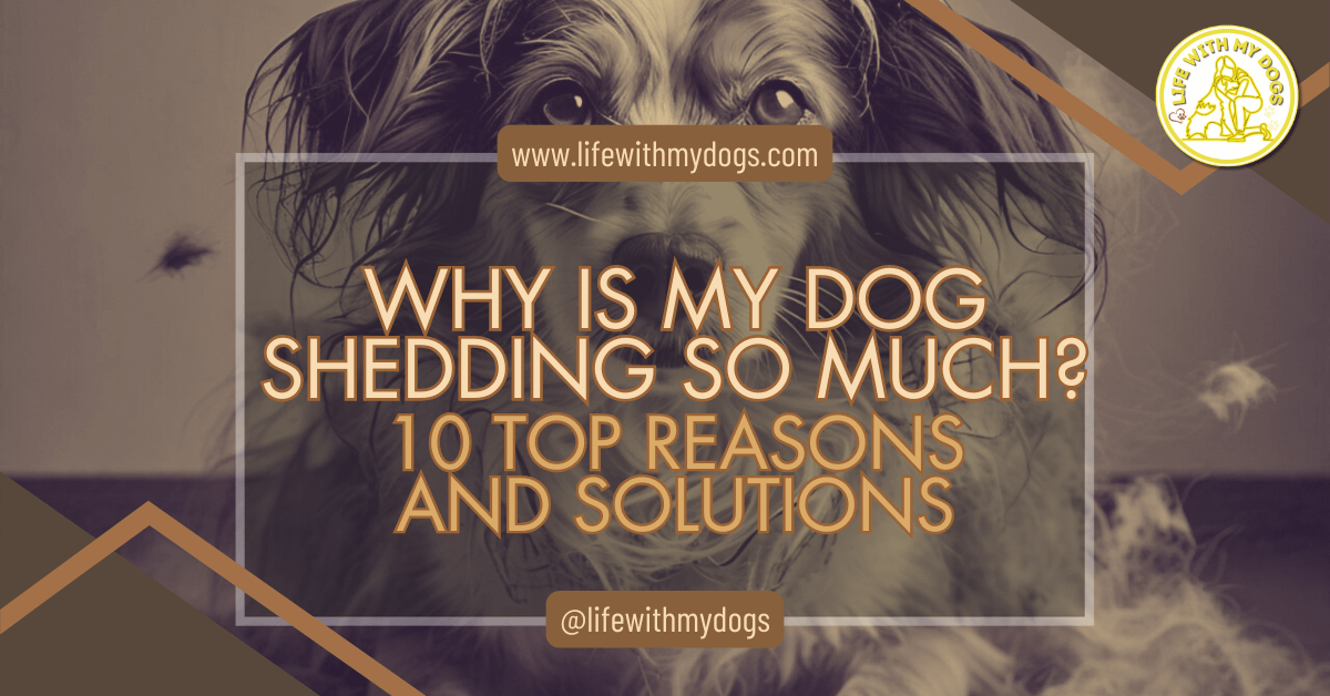 Why is My Dog Shedding So Much? 10 Top Reasons and Solutions - Life ...