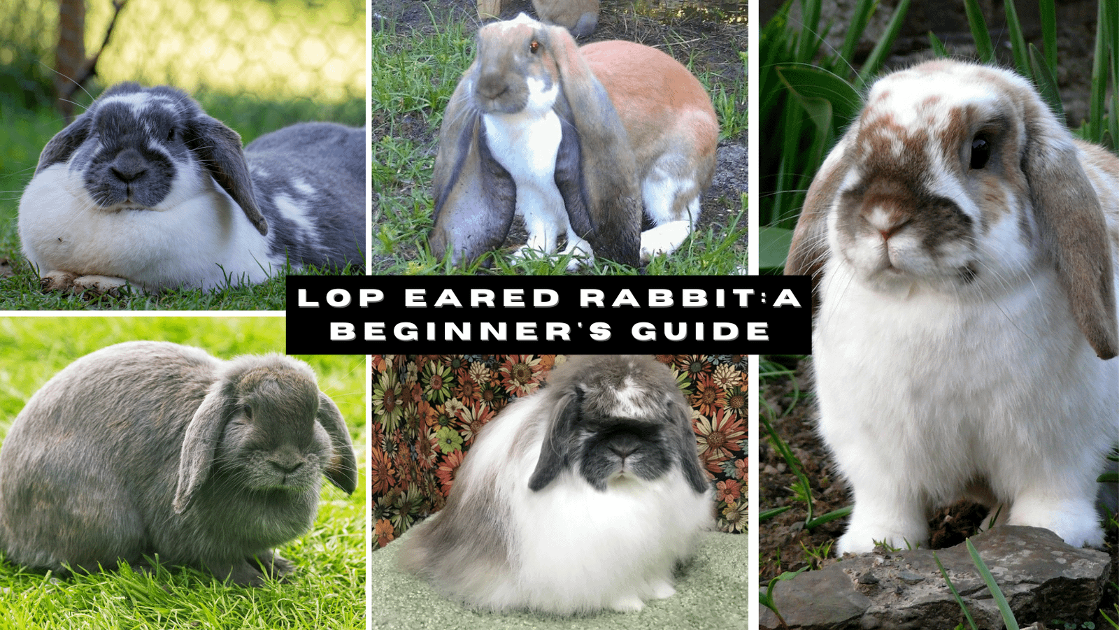 Fashion cashmere lop rabbit for