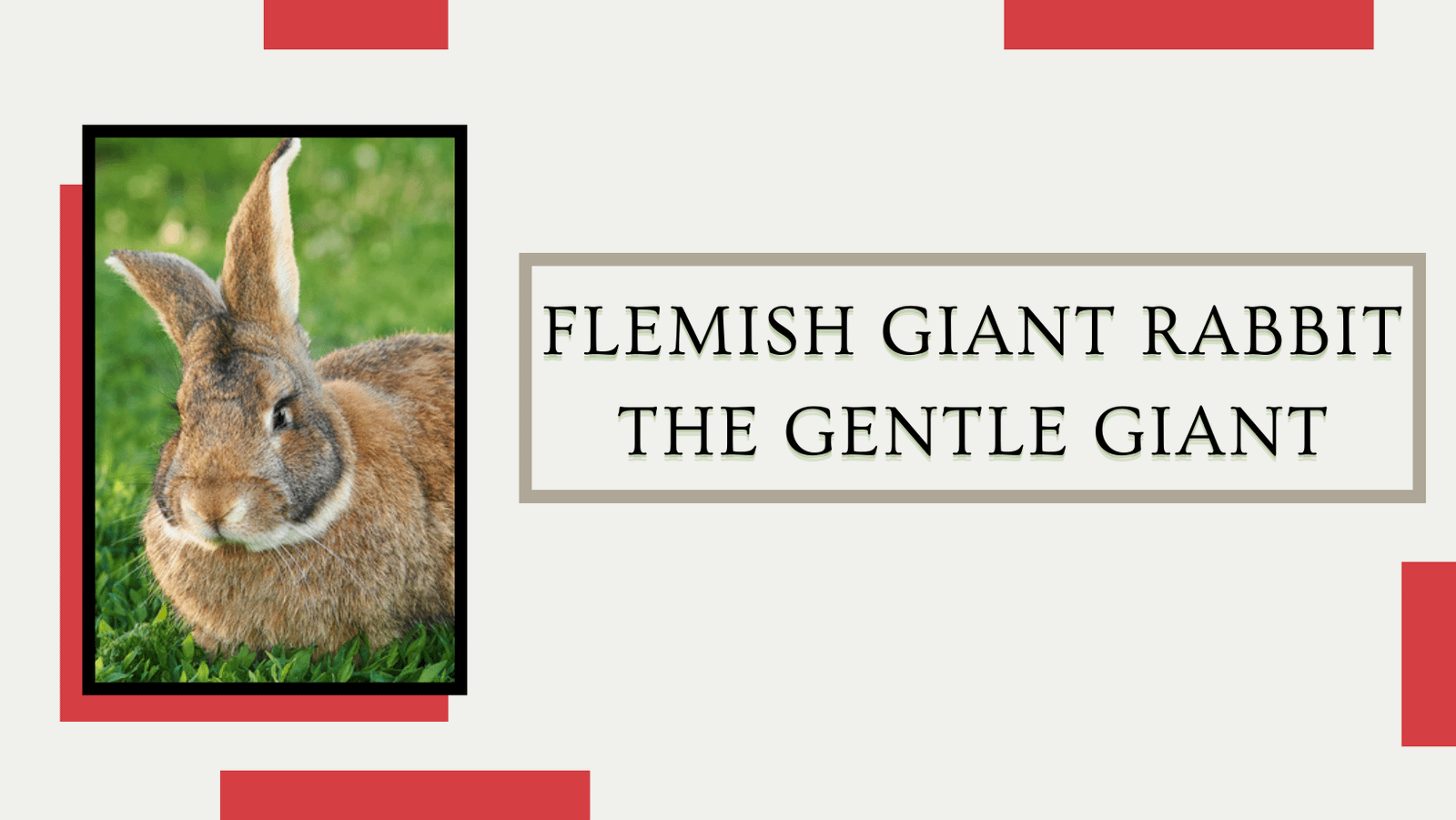 Flemish Giant Rabbit: The Gentle Giant - The Rabbit Hop