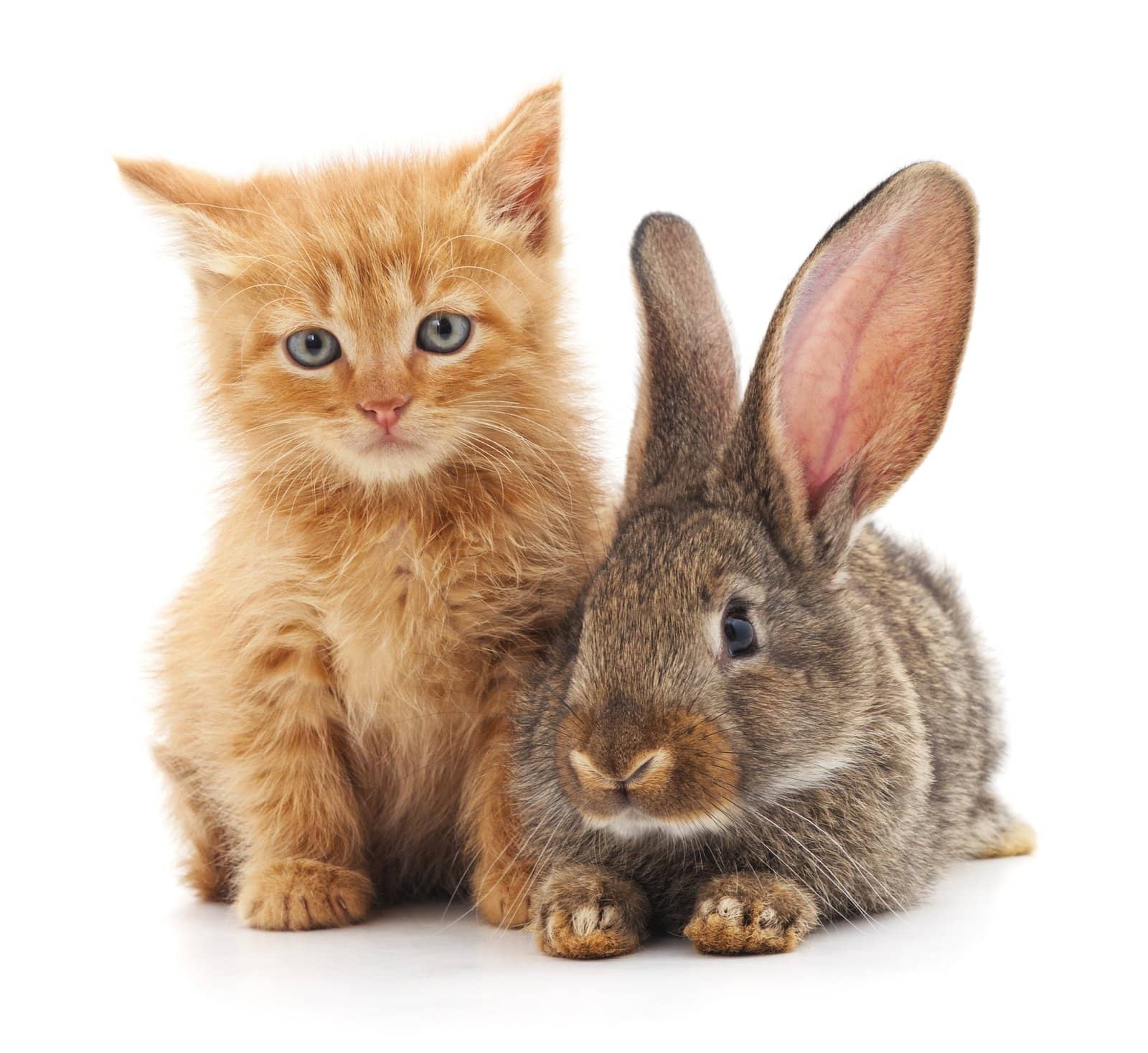 Cats vs. Rabbits: Which are Better? - The Rabbit Hop