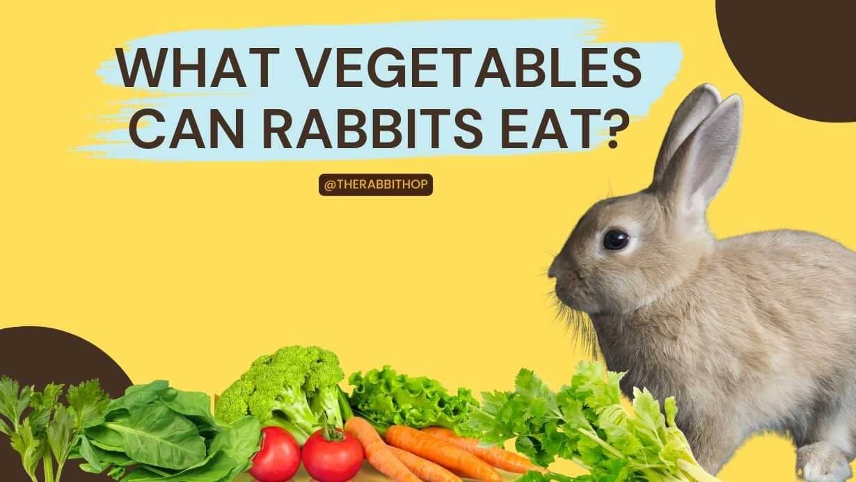 Best vegetables for rabbits best sale