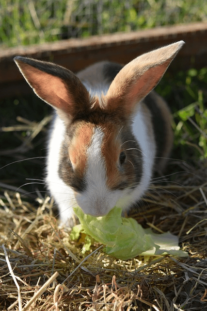 How to Grow Microgreens for Pet Rabbits - The Rabbit Hop