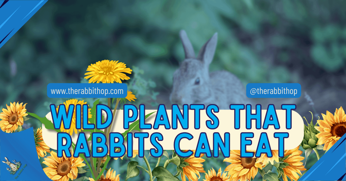 Wild Plants That Rabbits Can Eat - The Rabbit Hop